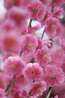 ウメの花の写真
