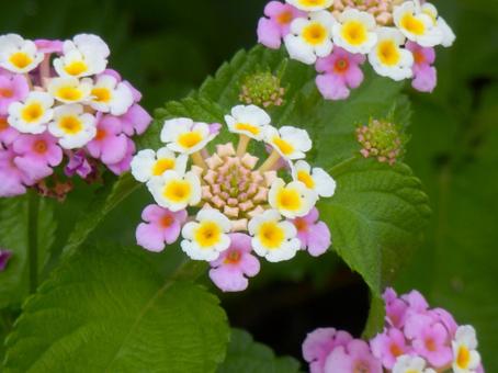 【花の写真】ランタナ（七変化） ランタナ,七変化,クマツヅラ科の写真素材