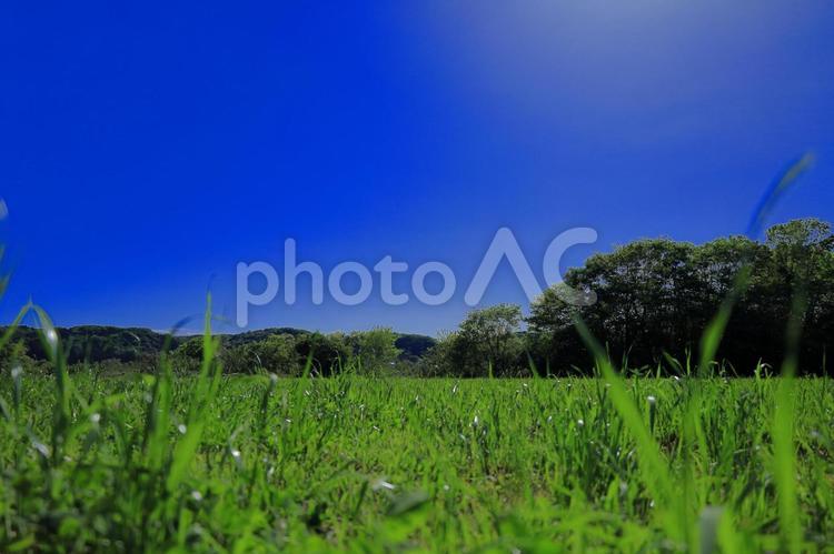 原っぱと夏の青空 初夏,夏,緑の写真素材