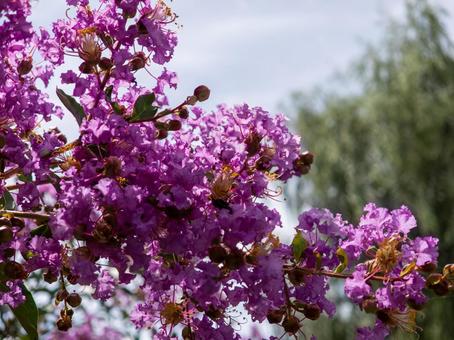 夏空に映える百日紅 花,サルスベリ,百日紅の写真素材