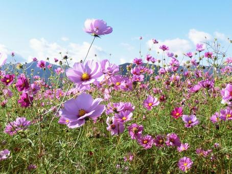 咲き乱れるコスモスと爽やかな青空 コスモス,秋桜,花の写真素材