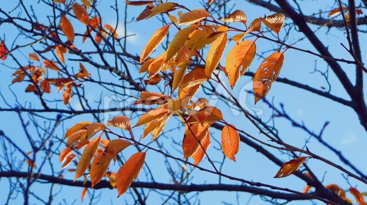 青空と桜の赤い紅葉 サクラ,ソメイヨシノ,紅葉の写真素材