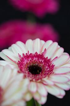 Photo, gerbera, flower, plant, 