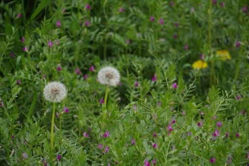 風に揺られるタンポポの綿毛 風に揺られるタンポポの綿毛 植物,花,自然の写真素材