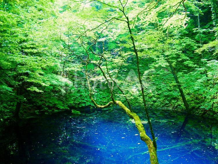 十二湖　青森県　9 緑,葉,植物の写真素材