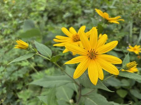 道端の菊芋の花の写真