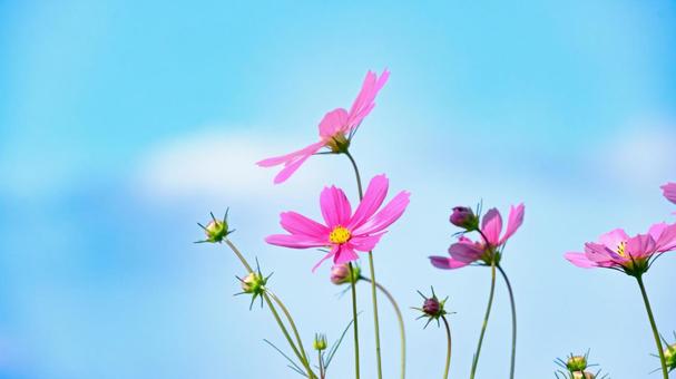 コスモスの花 コスモスの花の写真