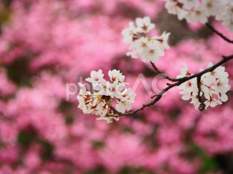 春の花　桜　ピンクの背景⑤ 桜,春,春の花の写真素材
