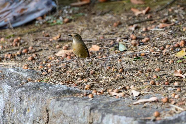 ドングリの中のルリビタキのメス ルリビタキ,メス,野鳥の写真素材