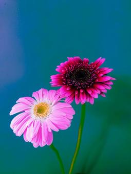 ２色のガーベラ（ビビッド） ガーベラ,ピンク,パープルの写真素材