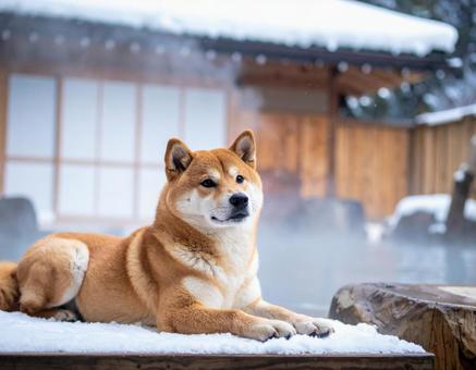 温泉に入る日本犬の冬風景 温泉に入る日本犬の冬風景の写真