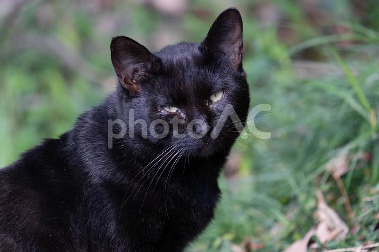 可愛い癒し系の黒猫 ネコ,動物,黒の写真素材