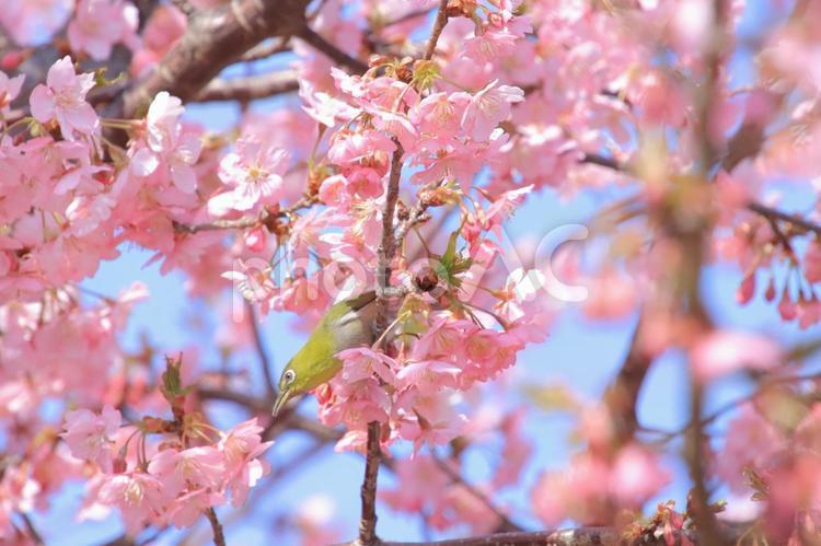メジロとさくら メジロ,さくら,桜の写真素材