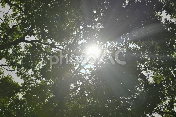まるで夏のこもれびでしょう 木漏れ日,自然,木の写真素材