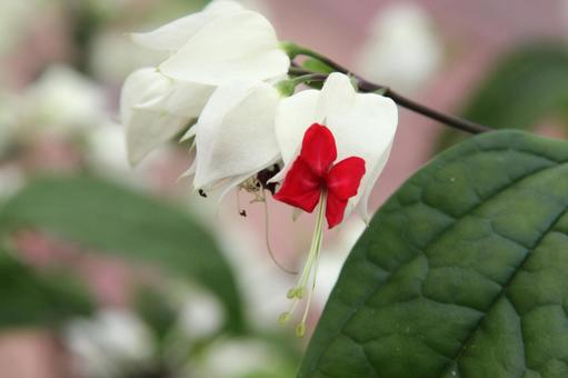 ゲンペイカズラ・源平葛 ゲンペイカズラ・源平葛の写真