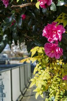 サザンカ サザンカ,山茶花,川沿いの写真素材