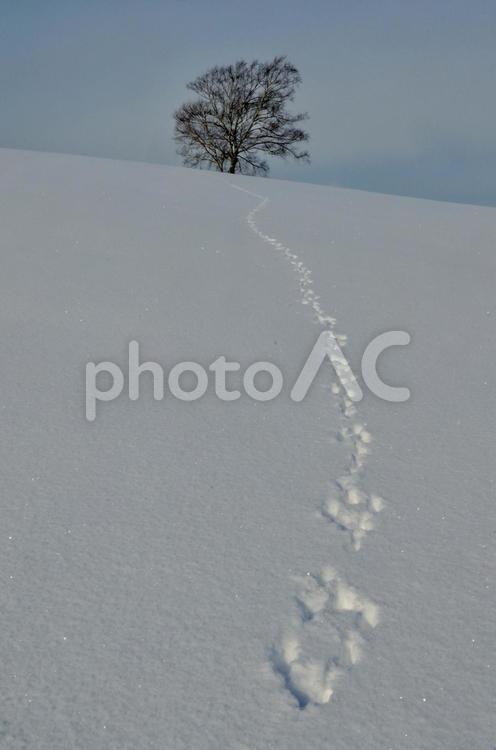 あしあと、つけよ！ 小動物,足跡,雪の写真素材