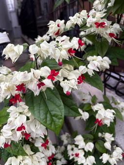 白と赤の花の写真