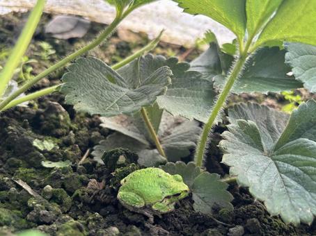 葉っぱの下にいるカエルの写真