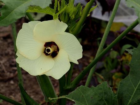 優しそうな花 芙蓉 優しそうな花 芙蓉 芙蓉,白い,花の写真素材