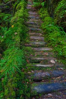 林道 林道 林道,山道,登山道の写真素材