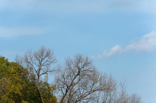 冬枯れの木立と青空 冬,木,枯れ枝の写真素材