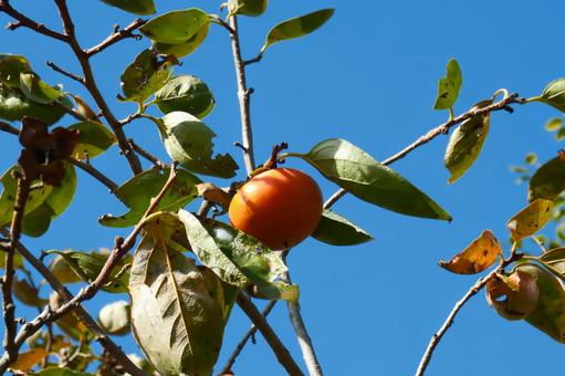 青空と柿の実 青空,柿,実の写真素材