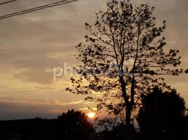 夕暮れ 日暮れ,太陽,木の写真素材