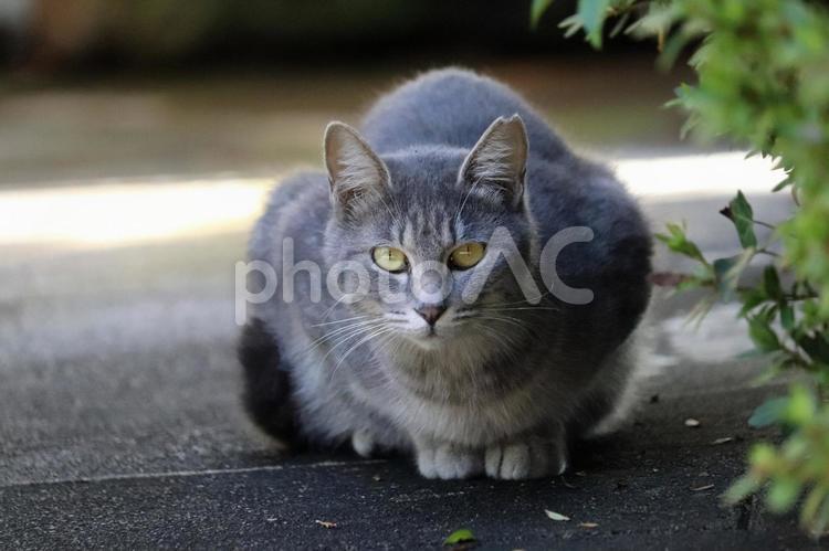 カメラ目線のスフィンクス座り保護猫 保護猫,地域猫,家猫の写真素材
