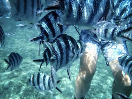 Photo, fish, tropical fish, roxens tin medi, 