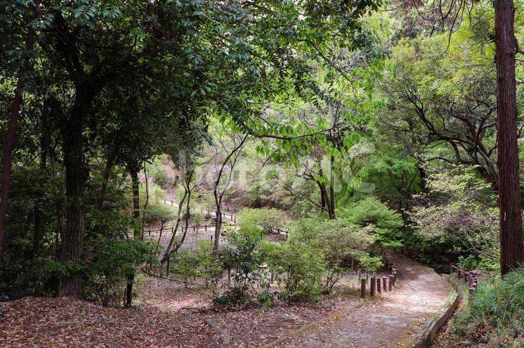 森の中のトレッキングコース 山,森,トレッキングの写真素材