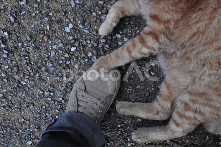 何気なく触る猫 猫,ネコ,足の写真素材