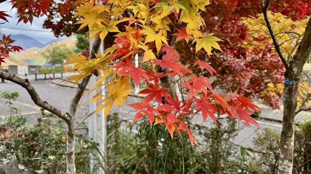 秋の訪れ 三保ダム,丹沢湖,紅葉の写真素材