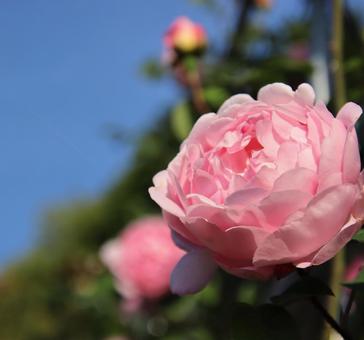 ピンク色の薔薇の花を接写 ピンク色の薔薇の花を接写の写真