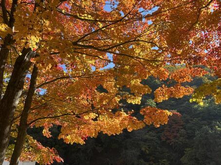 信州の紅葉（横谷渓谷） 木々,風景,自然の写真素材