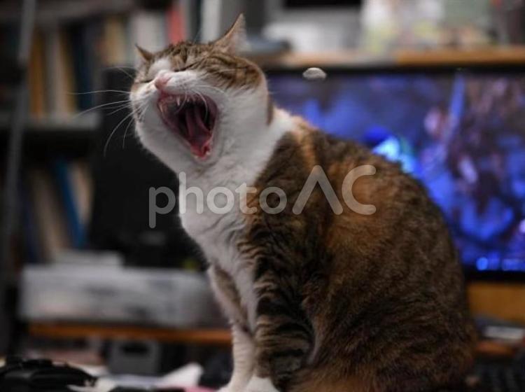 三毛猫のガオー! ネコ,可愛い,ペットの写真素材
