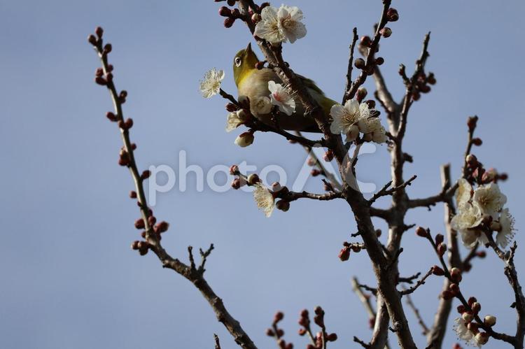 青空と白い海の花の咲く木の枝にメジロ 青空,白い,梅の写真素材
