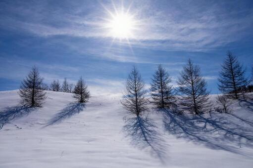 煌めく太陽と雪原に伸びる樹影 雪原,雪,樹木の写真素材