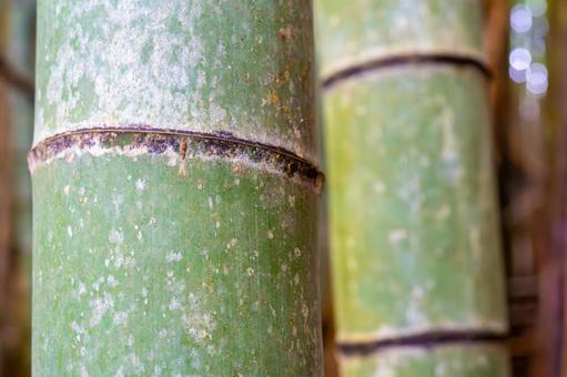 Photo, bamboo, only, green bamboo, 