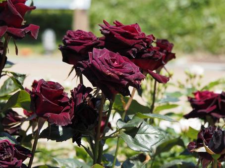 薔薇 薔薇の写真