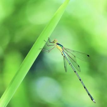 Photo, dragonfly, ittombo, insect, 
