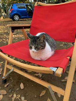 Photo, cat, chair, camp, 