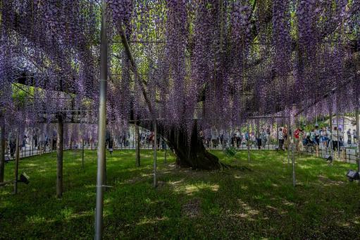 春のあしかがフラワーパーク 春のあしかがフラワーパークの写真