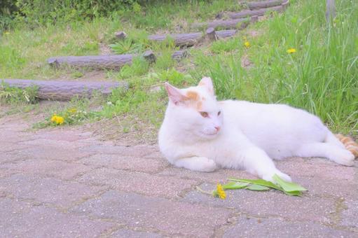 春の猫 春の猫の写真