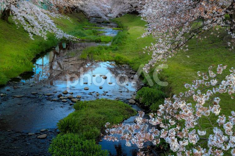 根川緑道の桜 春,植物,花の写真素材