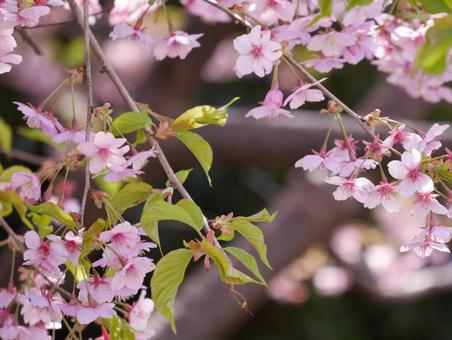 満開の桜 満開の桜 ソメイヨシノ,桜,葉桜の写真素材