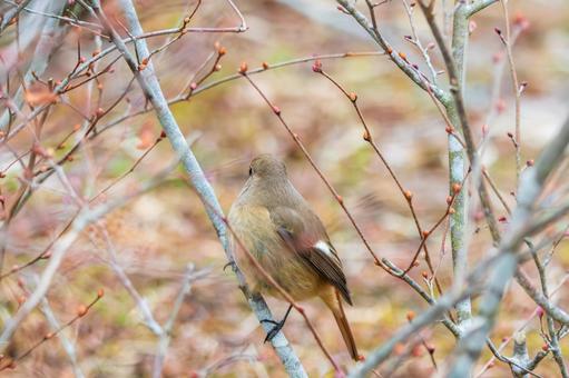 枝にとまるジョウビタキのメス 枝にとまるジョウビタキのメス ジョウビタキ,鳥,野鳥の写真素材