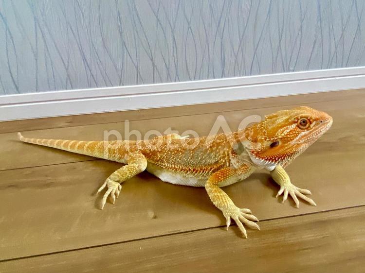 フトアゴヒゲトカゲの子供 オレンジ,白い爪,トカゲの写真素材