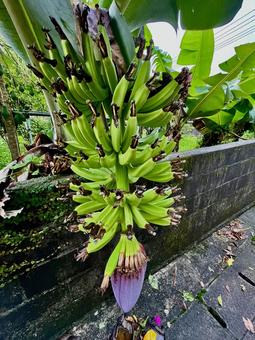 バナナの実 バナナの実,バナナの木,緑の写真素材