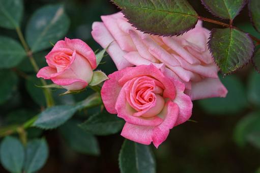 ピンク色の薔薇 ピンク色の薔薇の写真